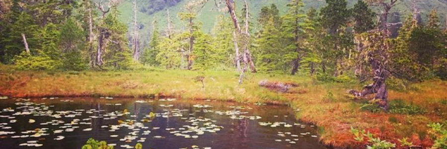 Cover image for post Dragonfly Tales, by northernlight