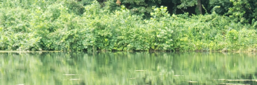 Cover image for post Alyssa, by dctezcan