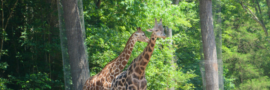 Cover image for post What love can do, by Simone