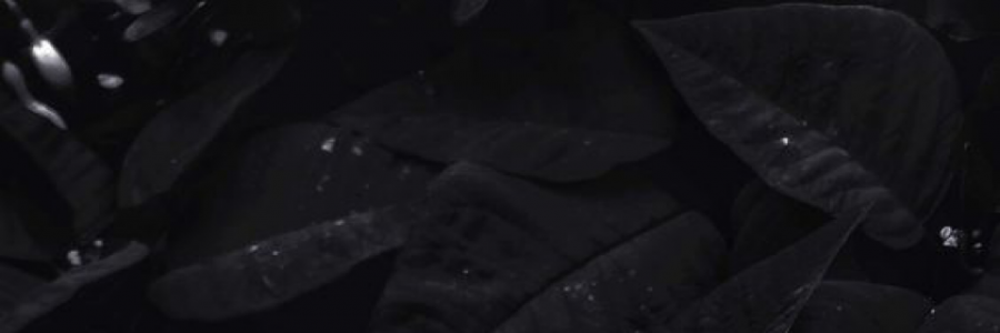 Cover image for post are you okay, by WillowFae