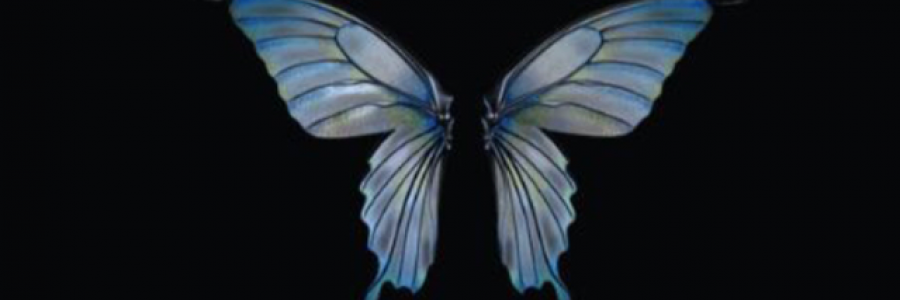 Cover image for post Het: The Monarch Fae Prince, by AutumnRosely