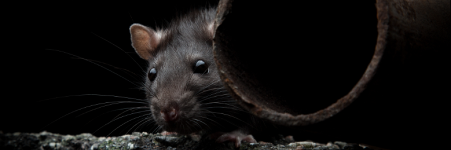 Cover image for post The Devil of the Damned, by Sanjana_S