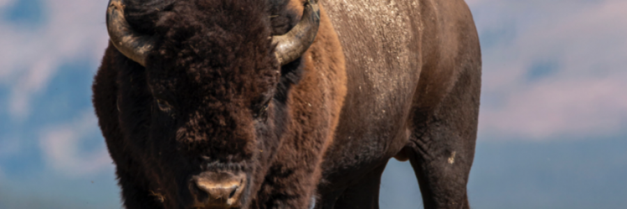 Cover image for post Chapter Two: Letters From A New World, by Danceinsilence