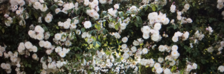 Cover image for post How to Propagate a Rose, by Huckleberry_Hoo