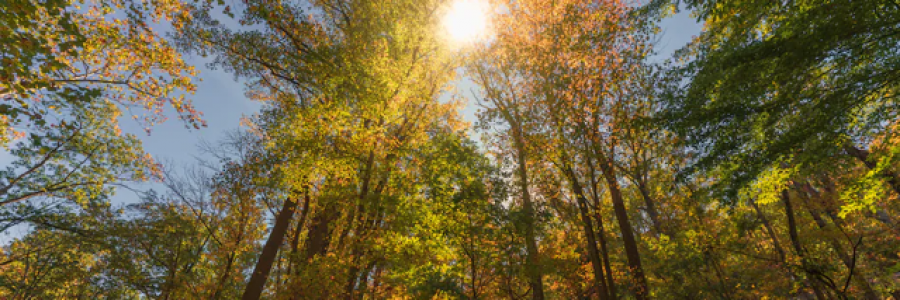 Cover image for post Autumn, by PoetC