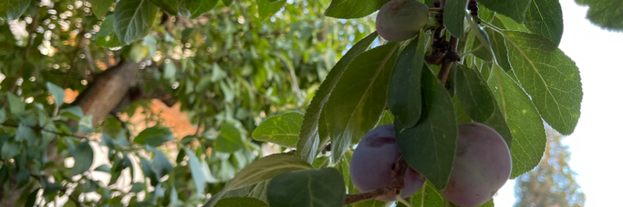 Cover image for post Suffocating, by Come_an_go