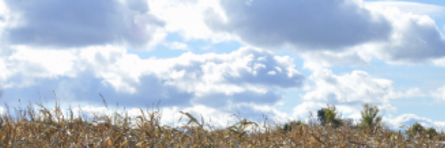 Cover image for post Chapter Nine: The Struggles Of A Farmer And A Fighter, by Danceinsilence