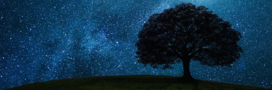 Cover image for post Chapter 2: Camila, The Way Old Fairy Tree?, by Chacko_Stephen