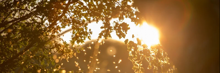 Cover image for post The Summer of Love, by Sanjana_S