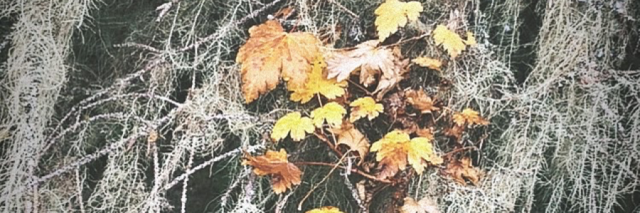 Cover image for post Full Moon Crown, by northernlight