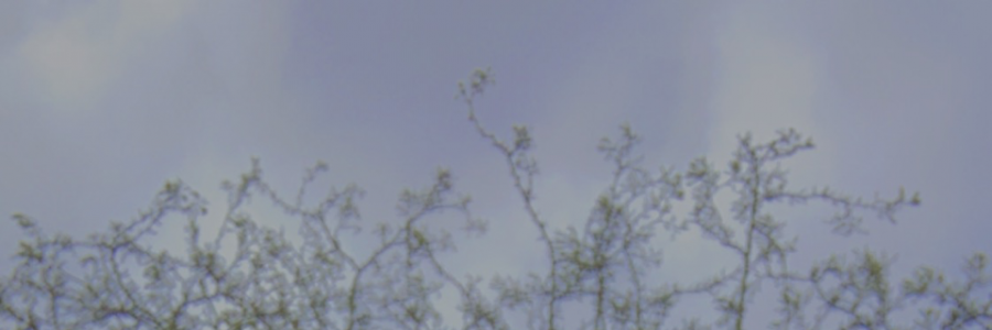 Cover image for post Faded, by TreeTop7