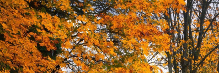 Cover image for post Cool Fall Breezes, by brderaoui