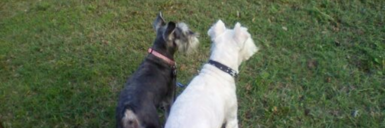 Cover image for post Of course., by VixieJay