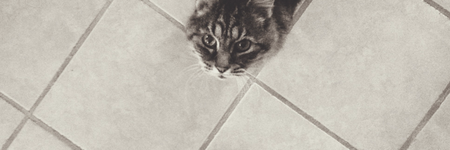 Cover image for post Annabella, by Moonphase_