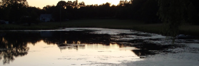 Cover image for post frogs, by tenntea