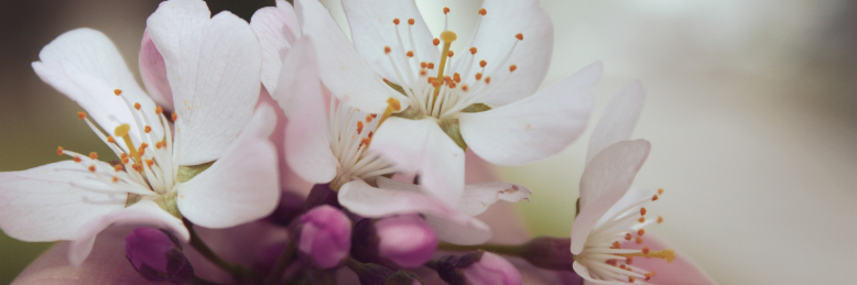 Cover image for post Cherry Blossoms, by breathingpast