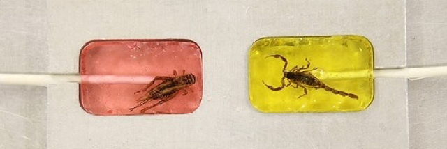 Cover image for post Untitled, by unspecific