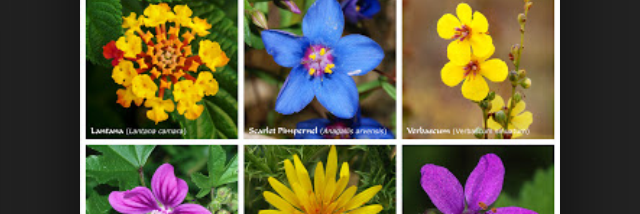 Cover image for post Dolls, by jessie