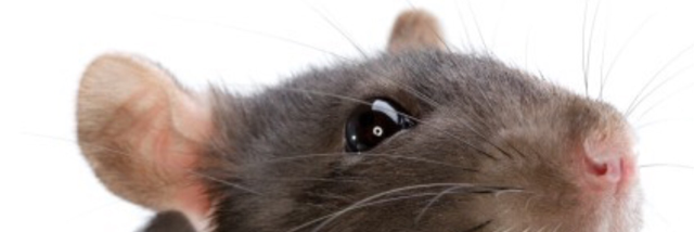 Cover image for post The Eyes Have It., by Yowwa