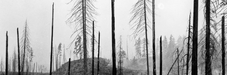 Cover image for post hazy mornings, by Callie