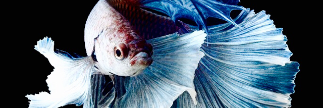 Cover image for post Oceanic Angels, by C