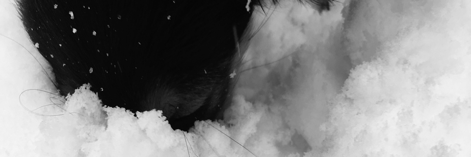 Cover image for post untitled, by ALifeWitArt