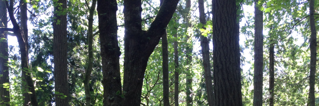 Cover image for post Hope, by Tereza