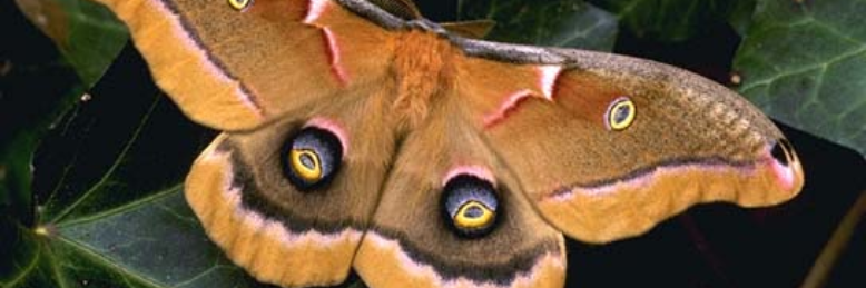 Cover image for post The Reincarnation of the Moth, by whatdarkpasages