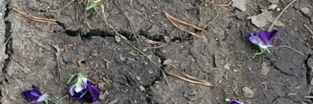 Cover image for post Deadheaded, by Hope