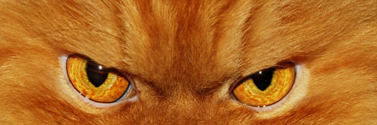 Cover image for post KrankyKat, by KrankyKat