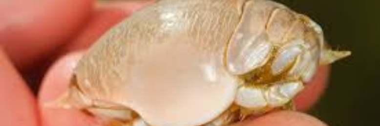 Cover image for post Kindred Souls, by sandflea68