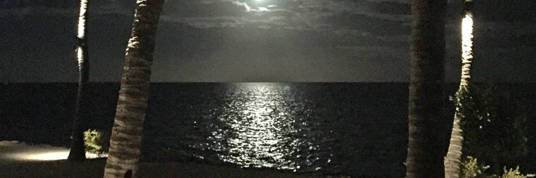 Cover image for post Searching For love, by sandflea68