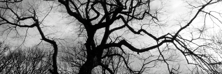 Cover image for post Sinister Trees, by sandflea68