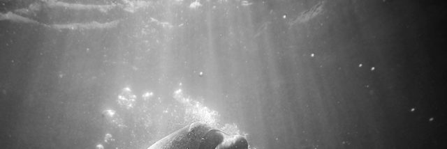 Cover image for post The Knowing, by The_Rock