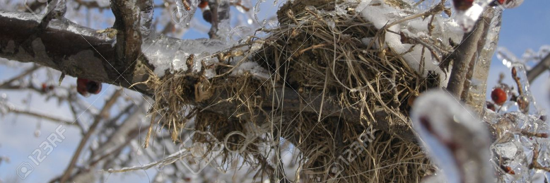 Cover image for post Bird Haven, by sandflea68