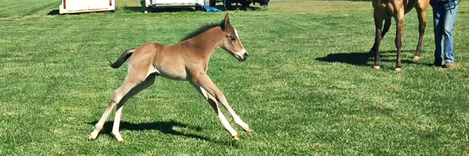 Cover image for post Life story, by DavidMassey