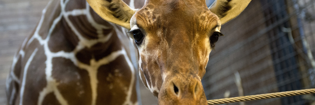 Cover image for post My imaginary pet..., by Jorigs