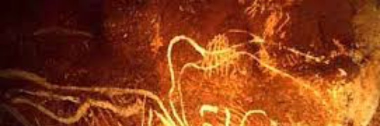 Cover image for post The Fall, by EmW