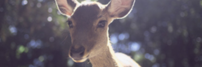 Cover image for post a terrible riddle, by emmagrace