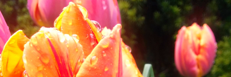 Cover image for post Feeling fine, by AshenRose