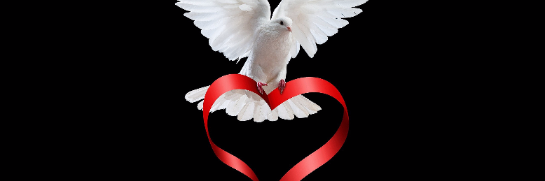 Cover image for post White Dove, by Mali