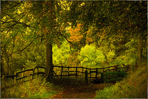 Cover image for post The Woodworker, by Voldiix