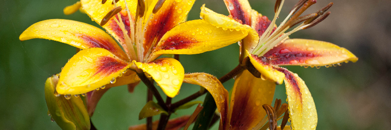 Cover image for post Unfolding Petals (dedicated to LillyZ), by sandflea68