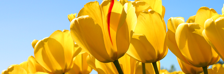 Cover image for post Love is:, by JessVand2016