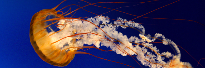 Cover image for post Zzzzzzzzzzz, by JessVand2016