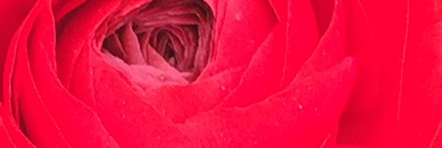 Cover image for post Always you, by RainDancer