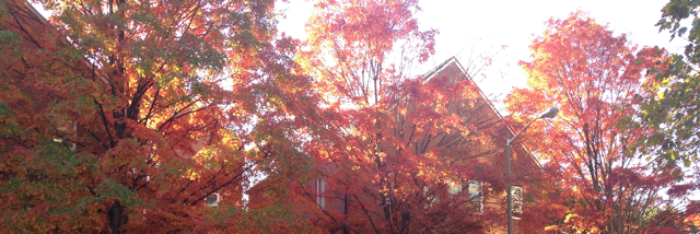 Cover image for post Gay marriage effects (positive or negative) on society?, by CollegeKidG