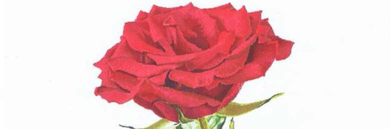 Cover image for post Miss Rose, by spamnani