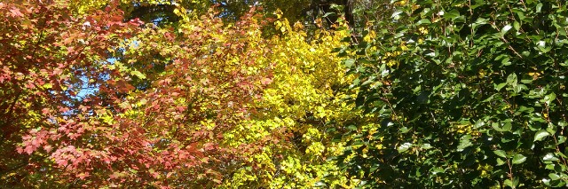 Cover image for post Haiku #3, by Iran_Adams