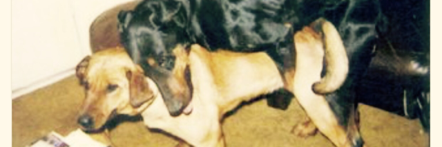 Cover image for post Magical. Sort Of., by Yowwa